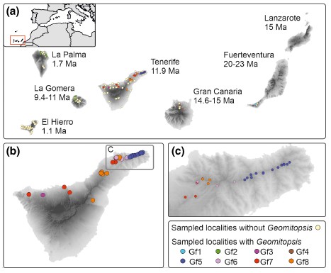 Hidden island endemic species and their implications for cryptic speciation within soil arthropods