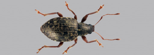 PORTADA Laparocerus_tesellatus