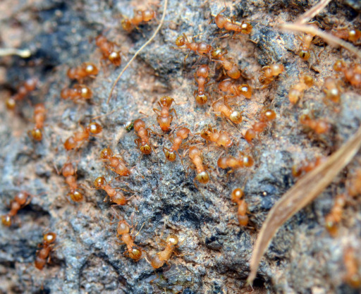 Wasmannia auropunctata