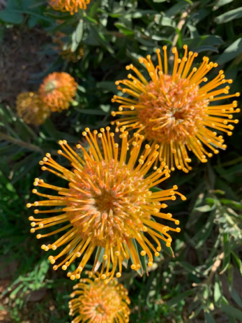 proteas