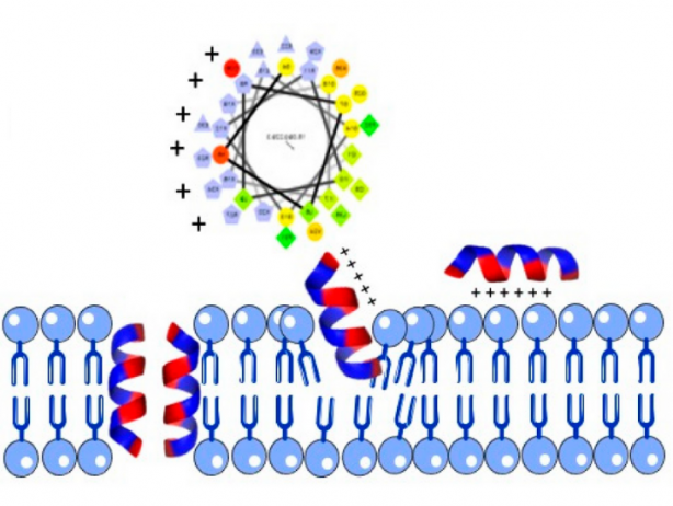 Bioprospección y biotecnología en el descubrimiento de péptidos antimicrobianos contra patógenos resistentes