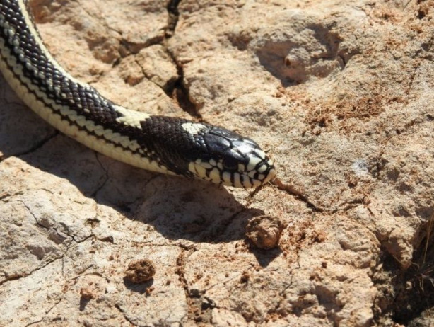 Lampropeltis