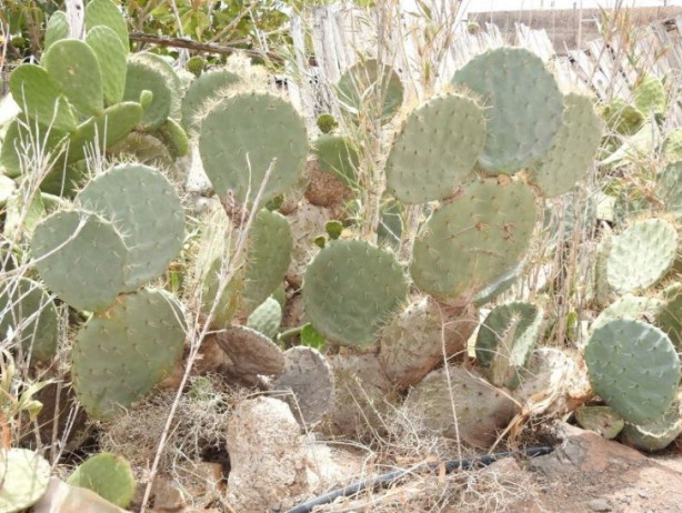 Opuntia