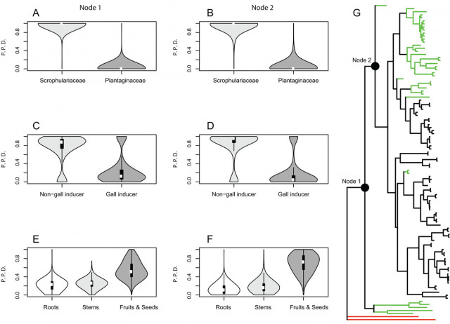 Evolution of host plant