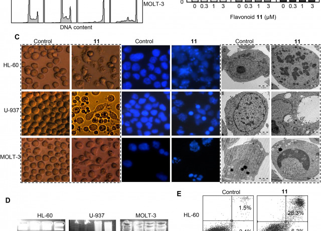 3′-Hydroxy-3,4′-dimethoxyflavone-induced cell death