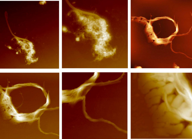 Polyether triterpenoids