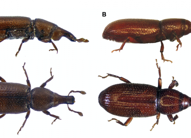 The discovery of Barretonus