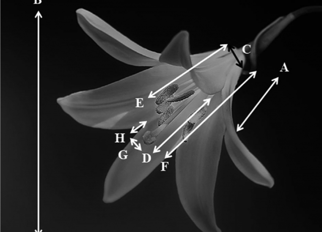 Divergence in floral trait preferences