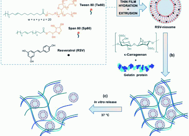 Niosomes encapsulated in biohydrogels