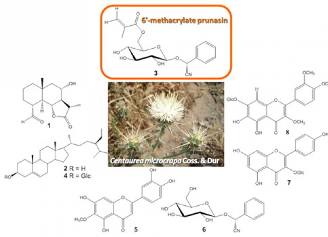 Centaurea microcarpa