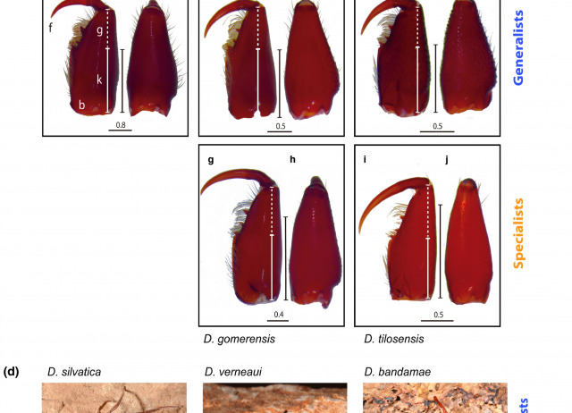 Predictability in evolution