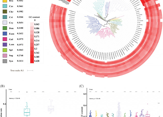 Leaf beetles Chrysomelidae