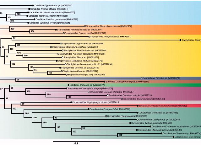 New mitochondrial genomes of 39 soil dwelling Coleoptera
