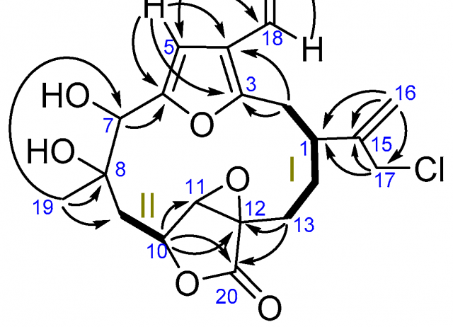 Chloro-Furanocembranolides from Leptogorgia