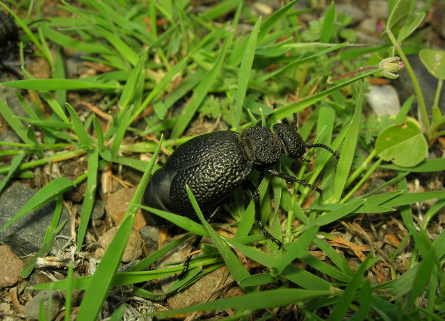 Meloe tuccius tuccius Rossi, 1792. Familia Coleoptera/Meloidae. Especie nativa en Canarias.