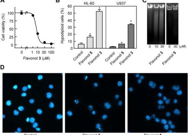 Synthesis and effects on cell viability of flavonols