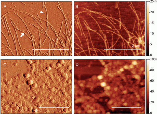 The Polyphenol Altenusin Inhibits in Vitro Fibrillization