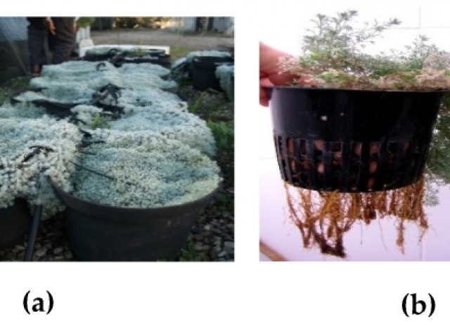 Chemical composition and biological activities