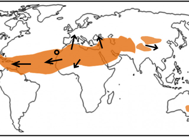 Impact of Saharan dust