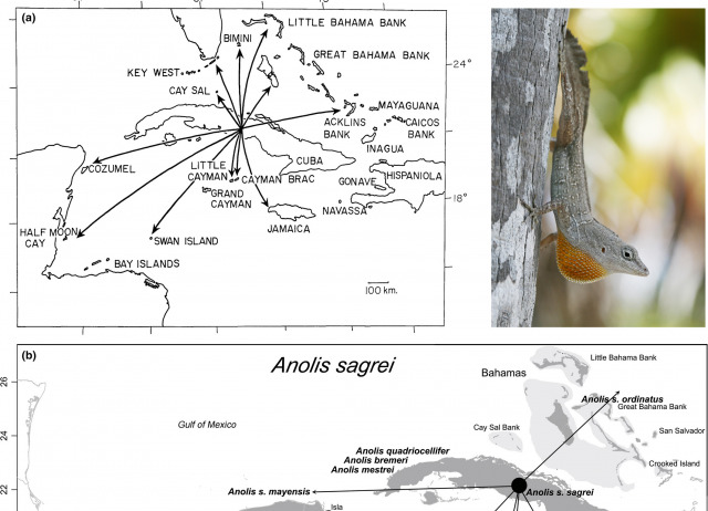 Phylogeographic and phenotypic outcomes