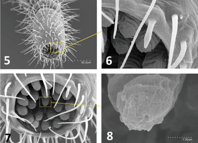 Two new dipluran species
