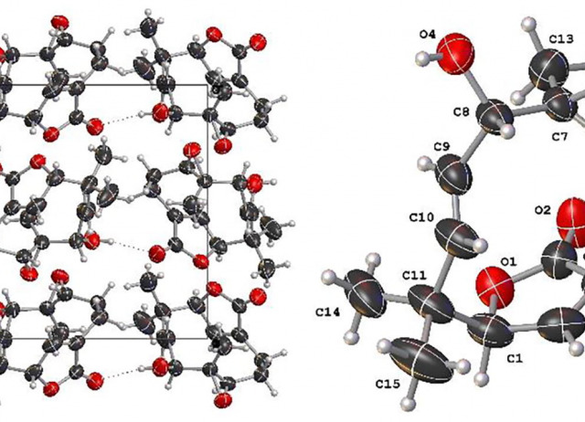Humulene derivatives from Saharian Asteriscus graveolens