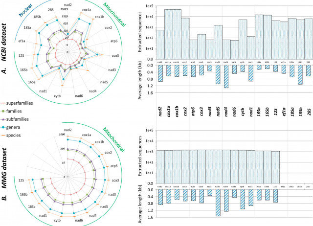 The contribution of mitochondrial metagenomics to large-scale data mining and phylogenetic analysis of Coleoptera