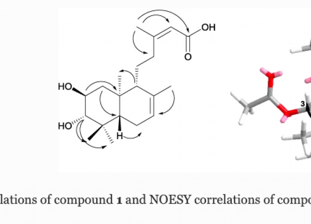 Secondary metabolites from two Hispaniola Ageratina species and their cytotoxic activity