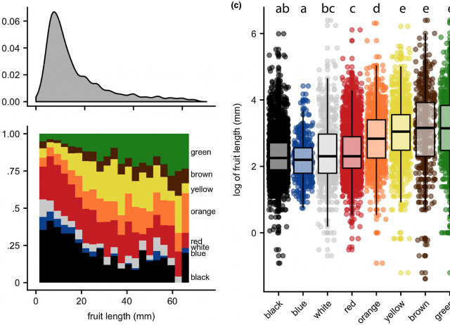 Global geographic patterns in the colours and sizes of animal-dispersed fruits