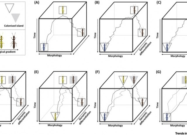 Anagenesis, Cladogenesis, and Speciation on Islands