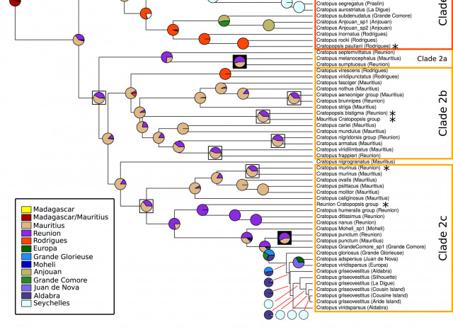 Community assembly and diversification in a species-rich radiation of island weevils (Coleoptera: Cratopini)
