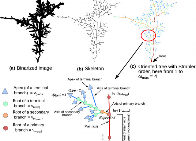 Quantification of complex modular architecture in plants