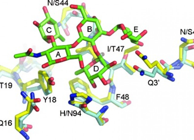 Towards a Structural Basis for the Relationship Between Blood Group and the Severity of El Tor Cholera