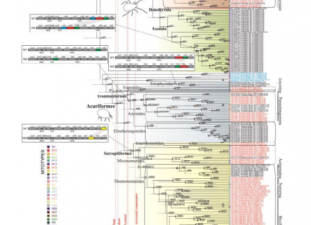 The limited spatial scale of dispersal in soil arthropods revealed with whole‐community haplotype‐level metabarcoding