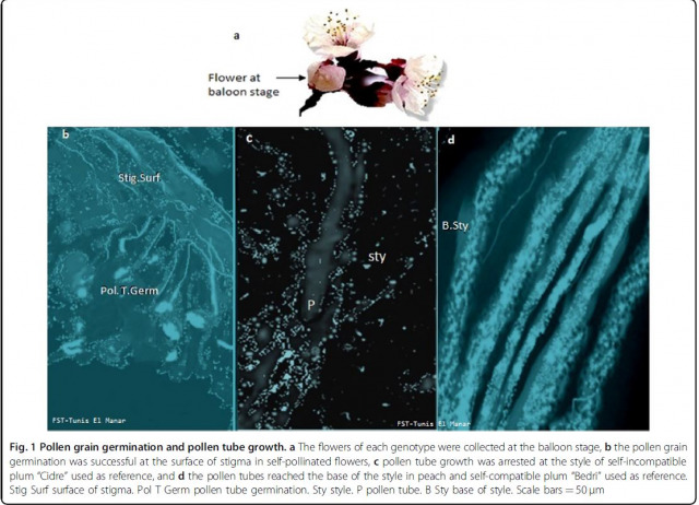 Self-compatibility in peach [Prunus persica (L.) Batsch]: patterns of diversity surrounding the S-locus and analysis of SFB alleles