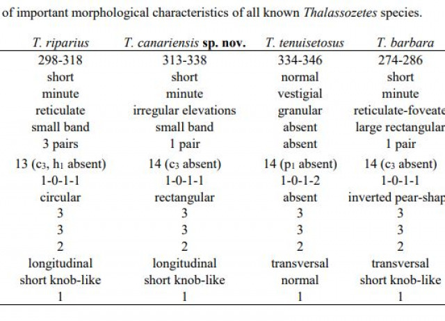 First record of intertidal oribatid mites (Acari, Oribatida) from the Canaries – a new species and its complete ontogeny