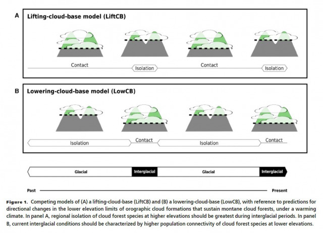 Long‐term cloud forest response to climate warming revealed by insect speciation history