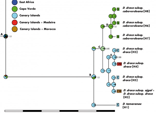 Iconic, threatened, but largely unknown: Biogeography of the Macaronesian dragon trees (Dracaena spp.) as inferred from plastid DNA markers