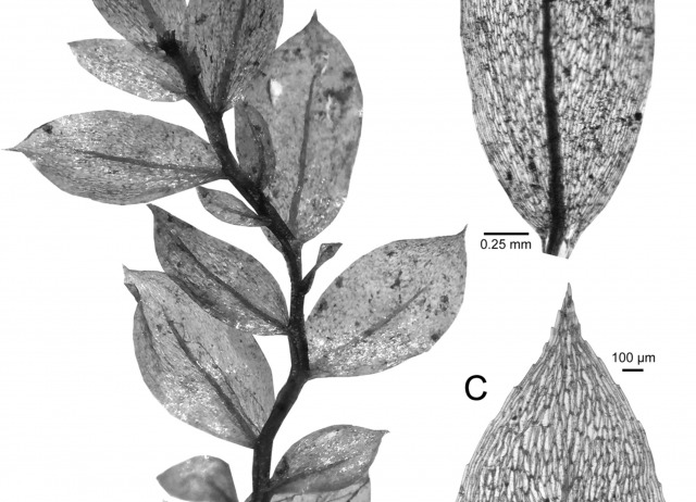 Biogeography and integrative taxonomy of Epipterygium (Mniaceae, Bryophyta)