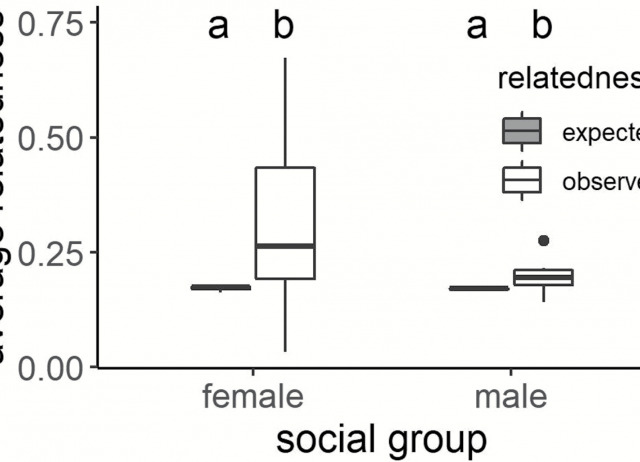 Social organization in a North African ground squirrel