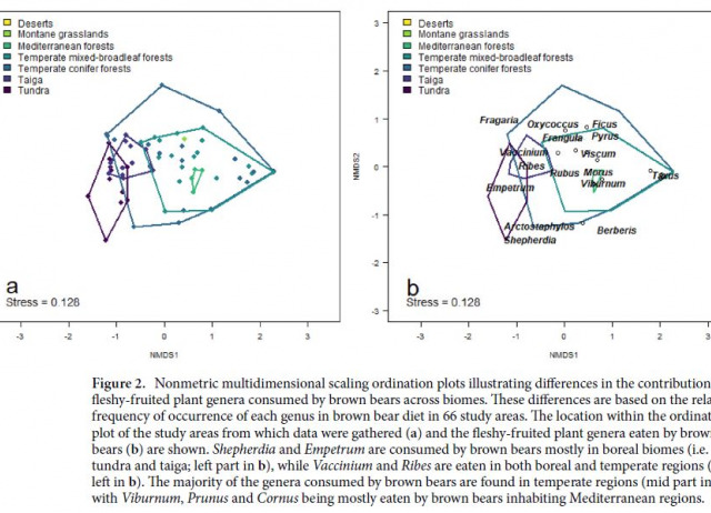 The role of the brown bear Ursus arctos as a legitimate megafaunal seed disperser