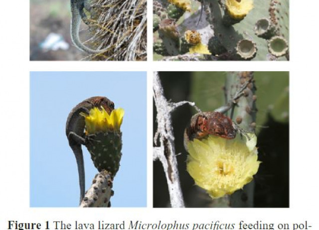Potential role of lava lizards as pollinators across the Galápagos Islands