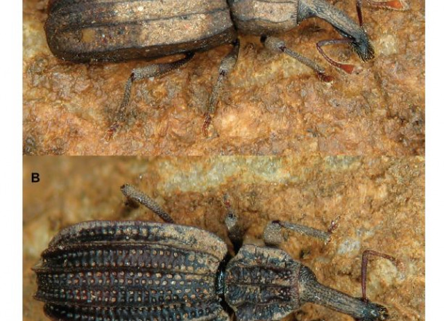 Oromia orahan (Curculionidae, Molytinae), a new subterranean species for the Canarian underground biodiversity