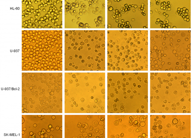 Chlorinated Guaiane-Type Sesquiterpene Lactones as Cytotoxic Agents against Human Tumor Cells