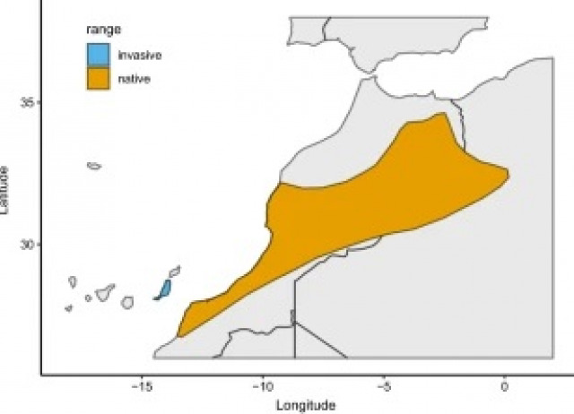 case study of Barbary ground squirrels