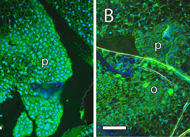 Ovary Signals for Pollen Tube Guidance in Chalazogamous Mangifera indica L.