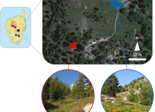Demographic consequences of dispersal‐related trait shift in two recently diverged taxa of montane grasshoppers