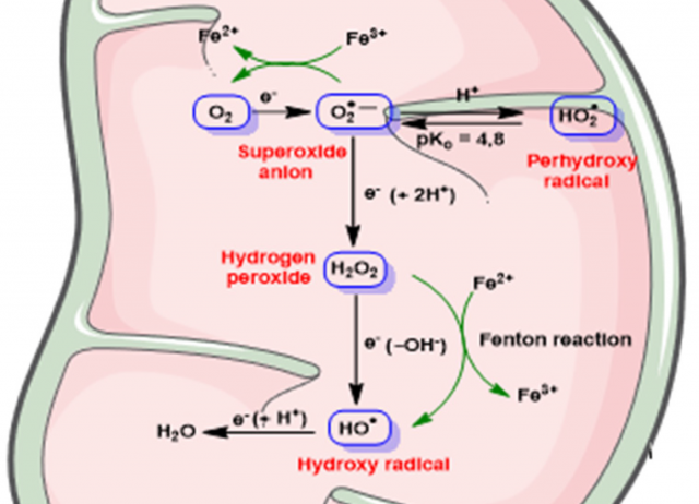 Impact of Zinc, Glutathione, and Polyphenols as Antioxidants in the Immune Response against SARS-CoV-2