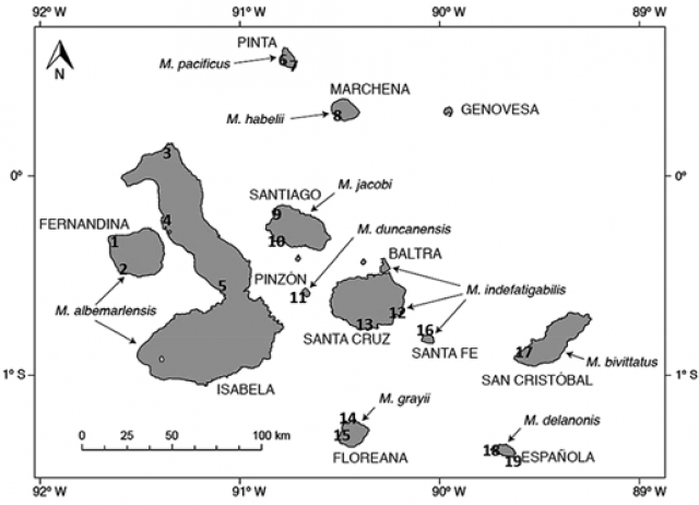 Small size does not restrain frugivory and seed dispersal across the evolutionary radiation of Galápagos lava lizards