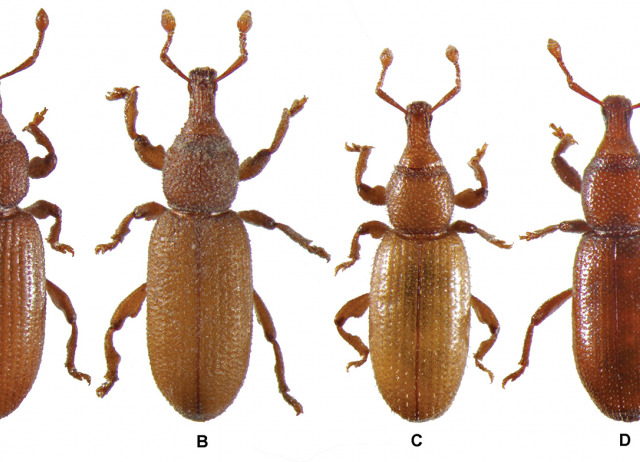 Three new subterranean species of Baezia